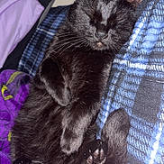 Raven joined the competition — help win amazing prizes! animal, black_cat, blanket, cat, close_up, comfort, cozy, cute, domestic_cat, feline, fur, indoor, paw, pet, relaxed, resting, sleeping, soft, tabby, whiskers