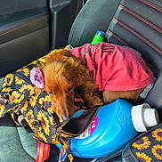 Tina Hazel joined the competition — help win amazing prizes! accessory, bag, blue_bottle, car_seat, casual, colorful, cozy, cute, dog, domestic_animal, fabric, flower_accessory, leather_seat, pet, pink_shirt, resting, sleepy, small_dog, sunflower_pattern, vehicle_interior