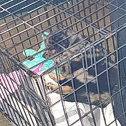 Boss is registered to the contest to win money with this photo: puppy, dog, crate, cage, toy, blanket, sleeping, indoor, pet, animal, resting, cozy, fur, paw, snout, young, cute, domestic, sleep, enclosure