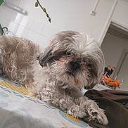 Oasis participe au concours pour gagner de l'argent avec cette photo : blanket, brown, cozy, curled_up, dog, domestic, fluffy, fruit_bowl, fur, home, indoor, kitchen, pet, plant, relaxed, shaggy, small_dog, table, tablecloth, white