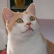 Fripouille a rejoint le concours — aidez-le/la à gagner de superbes lots ! cat, close_up, indoor, green_eyes, light_orange, white_fur, whiskers, curious, pet, feline, portrait, looking_up, animal, cute, domestic_animal, fur, ears, face, nose, indoor_lighting