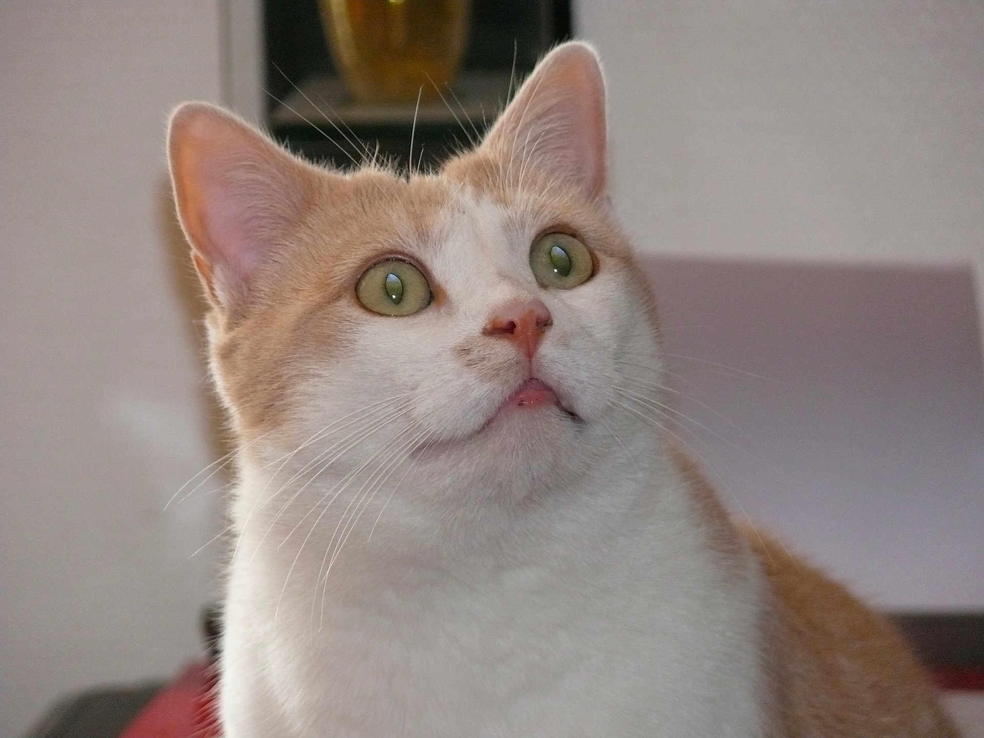 Fripouille a rejoint le concours — aidez-le/la à gagner de superbes lots ! cat, close_up, indoor, green_eyes, light_orange, white_fur, whiskers, curious, pet, feline, portrait, looking_up, animal, cute, domestic_animal, fur, ears, face, nose, indoor_lighting