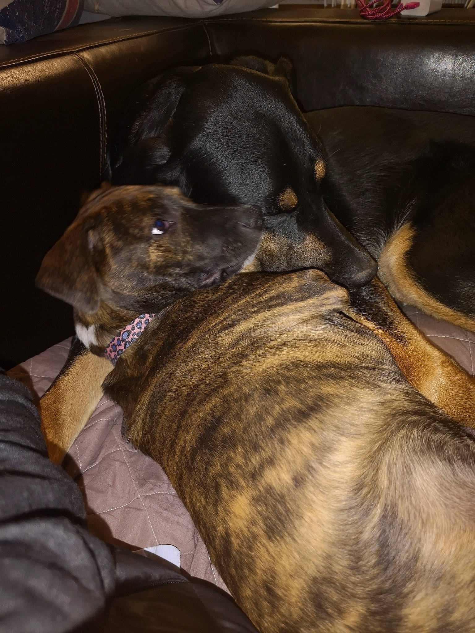 Tyia a rejoint le concours — aidez-le/la à gagner de superbes lots ! brown, canidae, carnivore, collar, comfort, companion_dog, dog, dog_breed, dog_collar, fawn, fur, guard_dog, liver, nap, snout, sporting_group, tail, treeing_tennessee_brindle, whiskers, working_animal