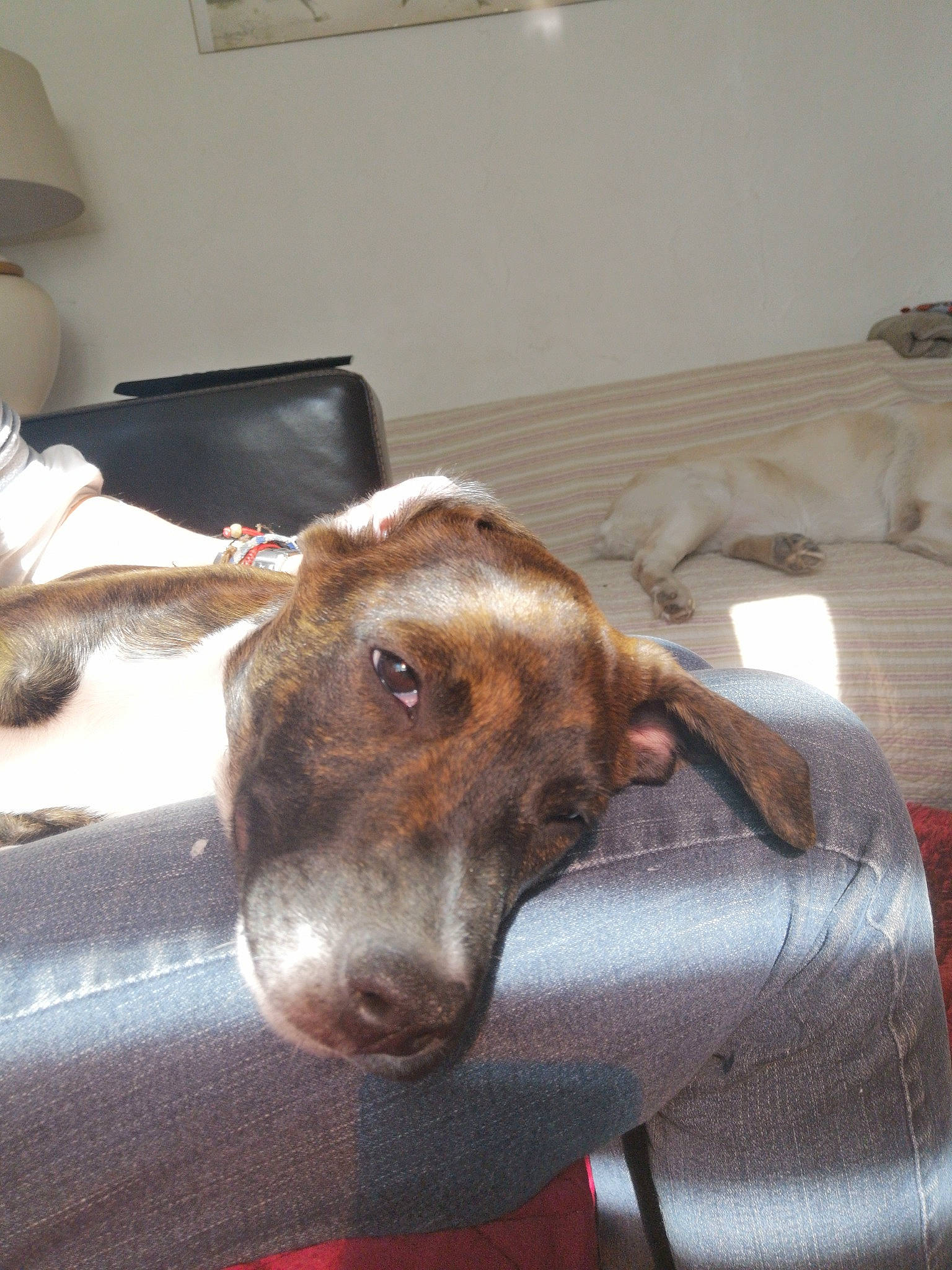 Tyia participe au concours pour gagner de l'argent avec cette photo : canidae, carnivore, collar, comfort, companion_dog, dog, dog_breed, fawn, fur, linens, liver, magyar_agar, polish_greyhound, rampur_greyhound, sighthound, snout, sporting_group, whiskers, wood, working_animal