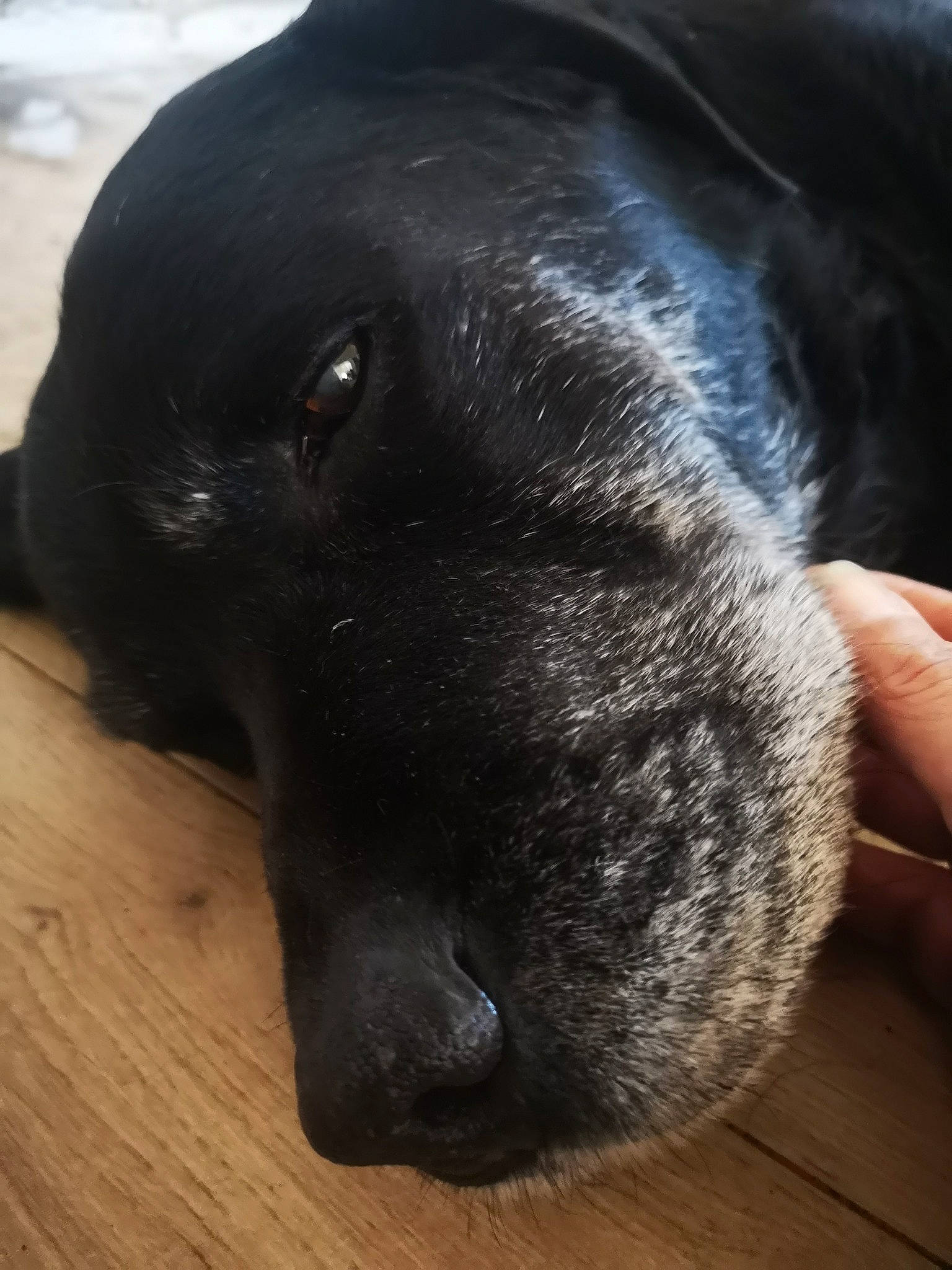 Bully participe au concours pour gagner de l'argent avec cette photo : borador, canidae, carnivore, companion_dog, dog, dog_breed, fawn, flooring, fur, gun_dog, hardwood, liver, snout, sporting_group, terrestrial_animal, varnish, whiskers, wood, working_animal