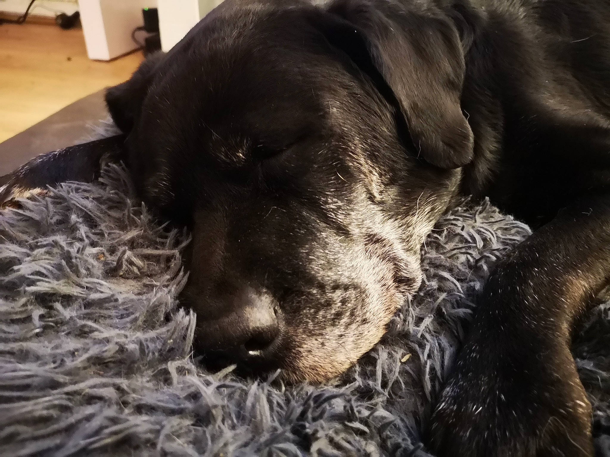 Bully a rejoint le concours — aidez-le/la à gagner de superbes lots ! borador, canidae, carnivore, comfort, companion_dog, dog, dog_breed, fur, guard_dog, gun_dog, hardwood, labrador_retriever, liver, monochrome_photography, retriever, snout, sporting_group, terrestrial_animal, whiskers, working_animal