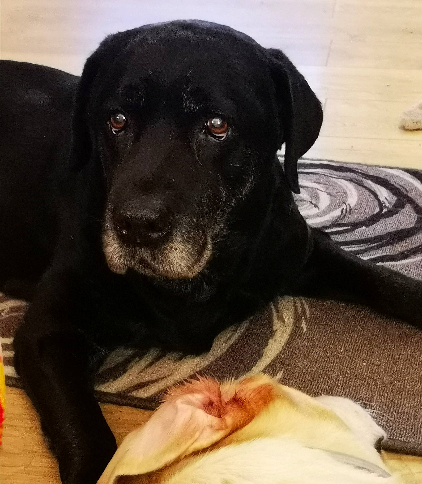 Bully a rejoint le concours — aidez-le/la à gagner de superbes lots ! borador, carnivore, collar, comfort, companion_dog, dog, dog_breed, dog_collar, flooring, fur, guard_dog, gun_dog, hardwood, liver, pet_supply, puggle, retriever, sporting_group, whiskers, working_animal