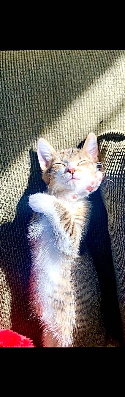 Cardi is registered to the contest to win money with this photo: carnivore, cat, claw, domestic_short_haired_cat, electric_blue, eye, fang, fawn, felidae, fur, head, mammal, paw, small_to_medium_sized_cats, snout, tail, terrestrial_animal, vertebrate, whiskers, wildlife