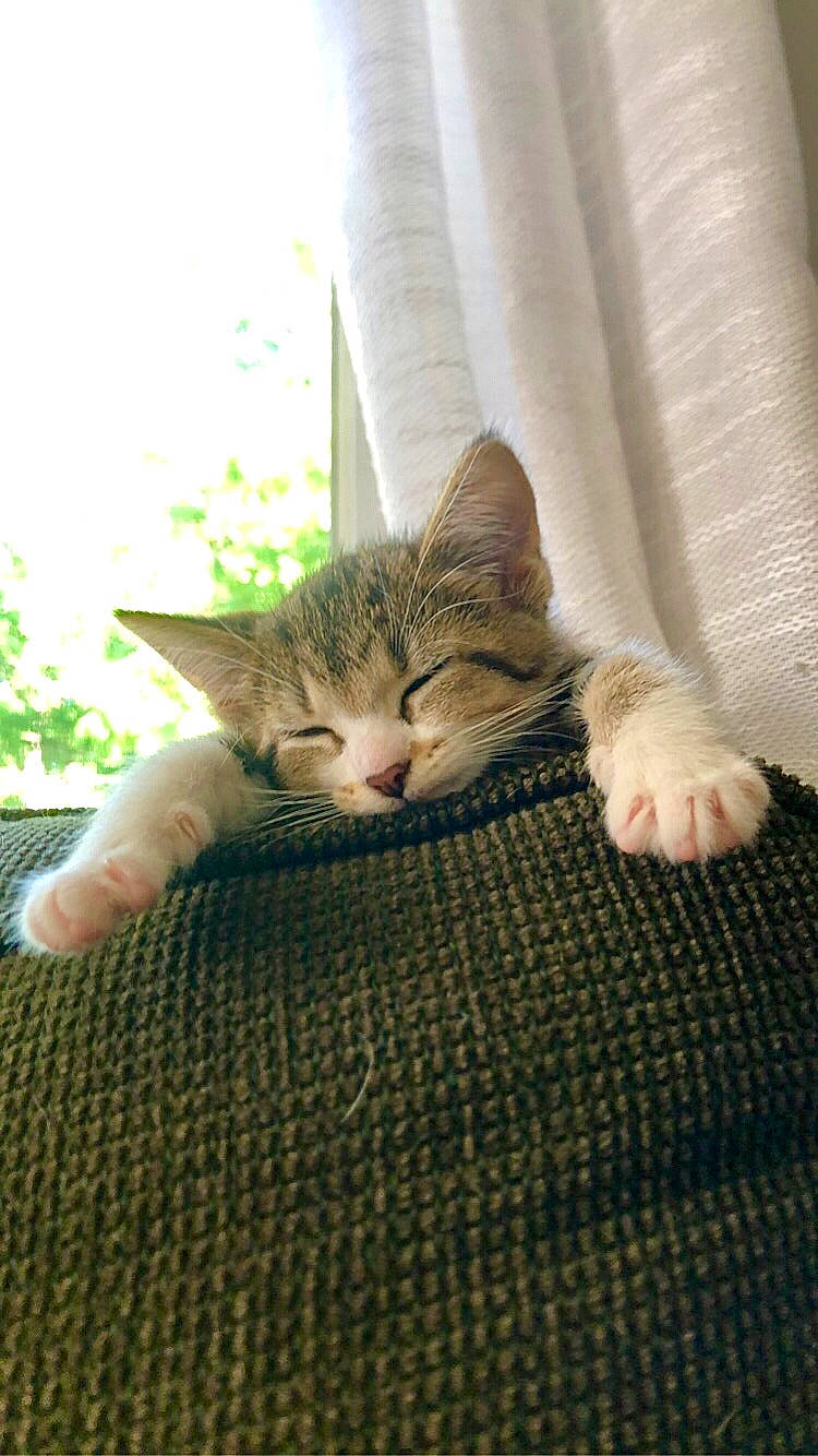 Cardi joined the competition — help win amazing prizes! carnivore, cat, comfort, curtain, domestic_short_haired_cat, fawn, felidae, fur, gesture, hand, human_leg, linens, plant, small_to_medium_sized_cats, snout, tail, textile, tree, whiskers, wood