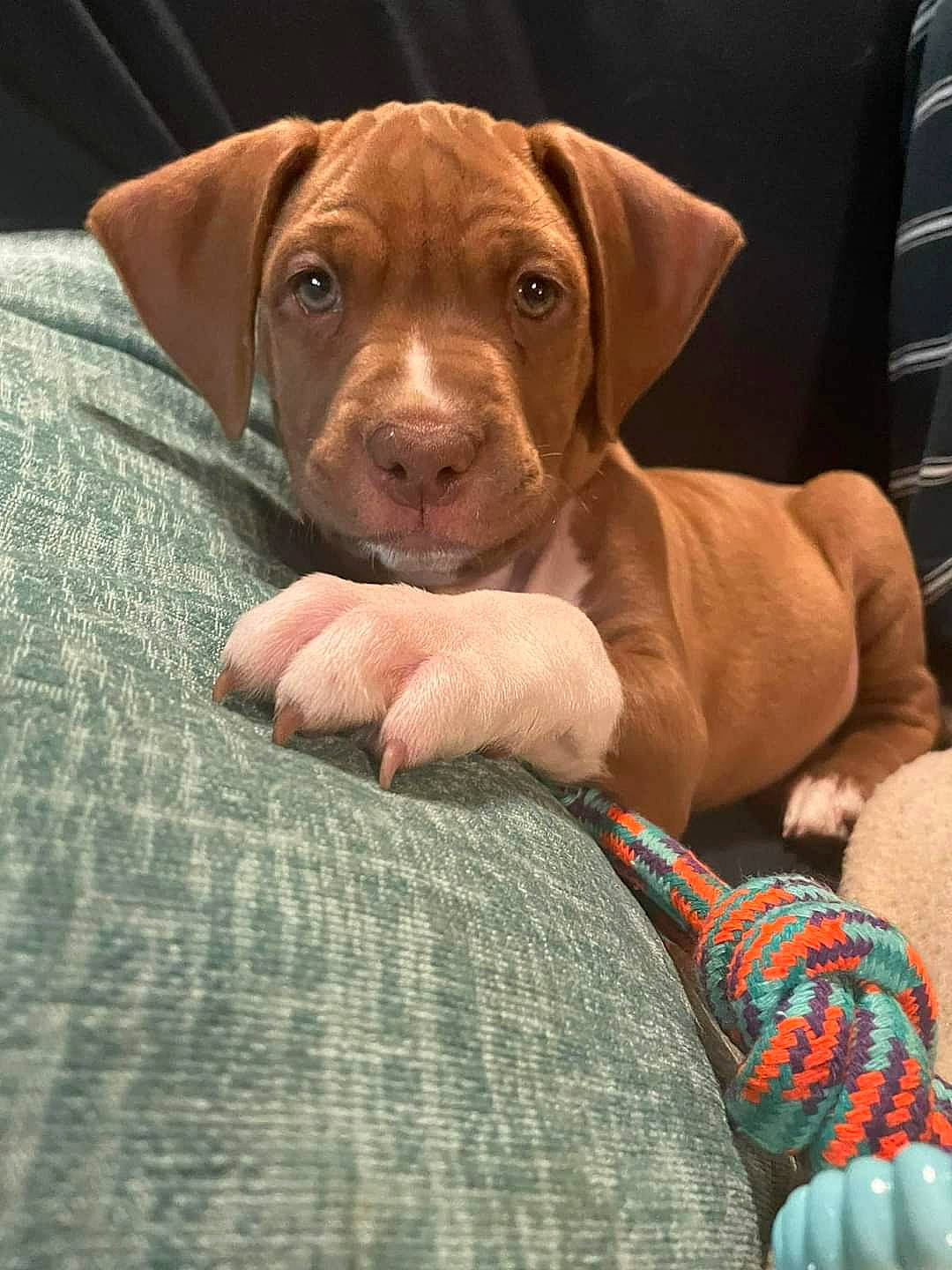 Nugget is registered to the contest to win money with this photo: canidae, carnivore, comfort, companion_dog, dog, dog_breed, dog_collar, dog_supply, fawn, fur, gun_dog, hunting_dog, liver, pet_supply, snout, sporting_group, terrestrial_animal, wood, working_animal