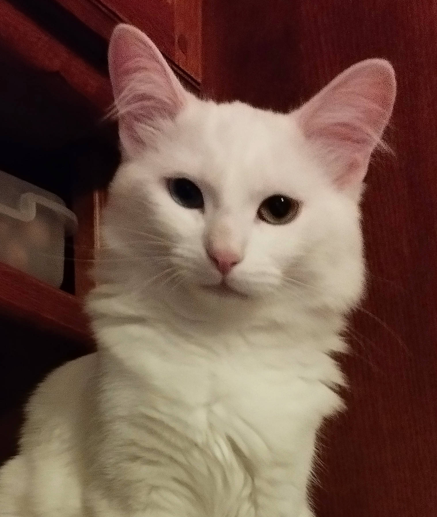 Utys participe au concours pour gagner de l'argent avec cette photo : abyssinian, angora, animal, cat, kitten, manx, pet, siamese, white