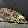 Shadow is registered to the contest to win money with this photo: cat, tabby_cat, sleeping, curled_up, couch, indoors, pet, furry, whiskers, closed_eyes, relaxed, nap, tail, paws, brown, gray, mammal, cute, portrait, cozy