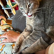 Shadow joined the competition — help win amazing prizes! cat, gray_cat, pet, animal, feline, close_up, portrait, whiskers, green_eyes, tongue_out, sitting, lap, indoor, home, blanket, scratching_post, person, foot, cozy, funny