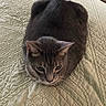 Shadow is registered to the contest to win money with this photo: cat, gray_cat, pet, animal, feline, whiskers, ears, eyes, fur, loaf_position, sitting, bed, bedspread, quilt, bedroom, indoors, cozy, portrait, close_up, house_pet