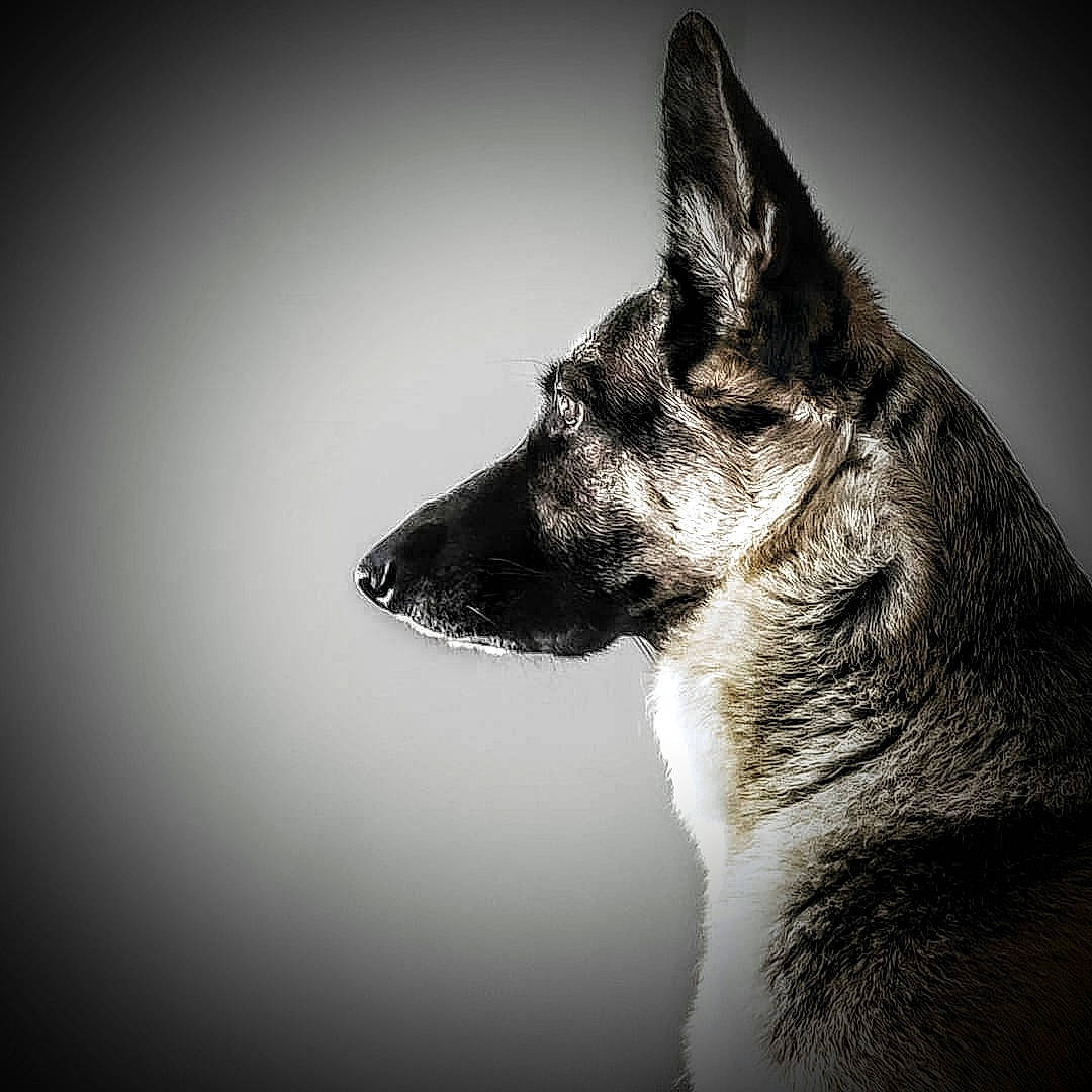 Grumpy is registered to the contest to win money with this photo: ancient_dog_breeds, art, canis, carnivore, darkness, dog, dog_breed, fur, macro_photography, monochrome, monochrome_photography, snout, still_life_photography, terrestrial_animal, whiskers, wildlife, wolf, working_animal, working_dog