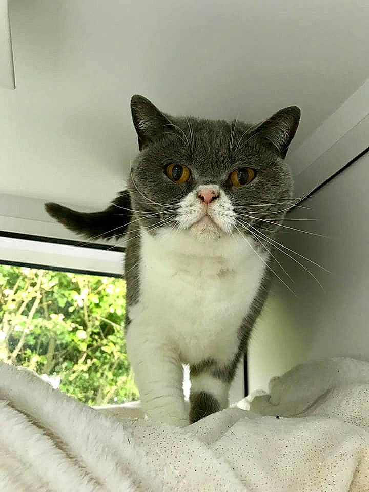 Minnie is registered to the contest to win money with this photo: carnivore, cat, domestic_short_haired_cat, felidae, fur, grey, paw, plant, small_to_medium_sized_cats, snout, tail, terrestrial_animal, whiskers, window