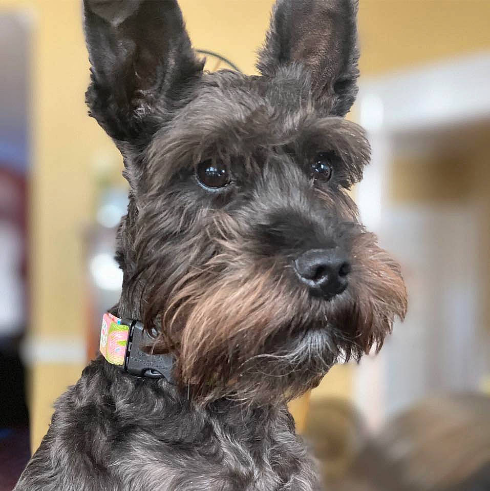 Molly is registered to the contest to win money with this photo: canidae, carnivore, collar, companion_dog, dog, dog_breed, dog_collar, fur, pet_supply, rare_breed_dog, schnauzer, scottish_terrier, small_terrier, snout, terrier, toy_dog, working_animal, working_dog