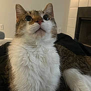 Bojack is registered to the contest to win money with this photo: cat, fluffy, white_chest, curious, indoor, fireplace, brown_fur, pet, animal, feline, whiskers, close_up, relaxed, cozy, house, mammal, cute, domestic_animal, looking_up, tabby