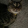 animal, carpet, cat, closeup, collar, cute, domestic_animal, eyes, face, feline, fur, indoor, laying, mammal, pet, portrait, tabby, texture, whiskers, yellow_collar