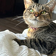 Shrimp is registered to the contest to win money with this photo: animal, bedroom, bell, blanket, cat, closeup, collar, curious, cute, domestic_cat, feline, fur, green_eyes, indoor, lying_down, pet, relaxed, soft_light, tabby, whiskers