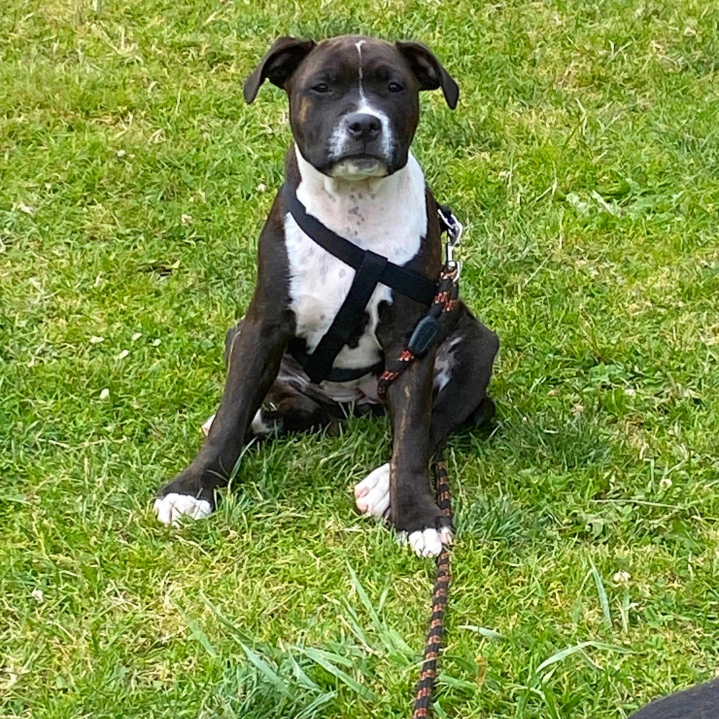 Vintage participe au concours pour gagner de l'argent avec cette photo : accessories, animal, ball, bostonbull, boxer, bulldog, canine, dog, football, grass, hound, lawn, leash, outdoors, pet, pitbull, plant, puppy, soccer, strap