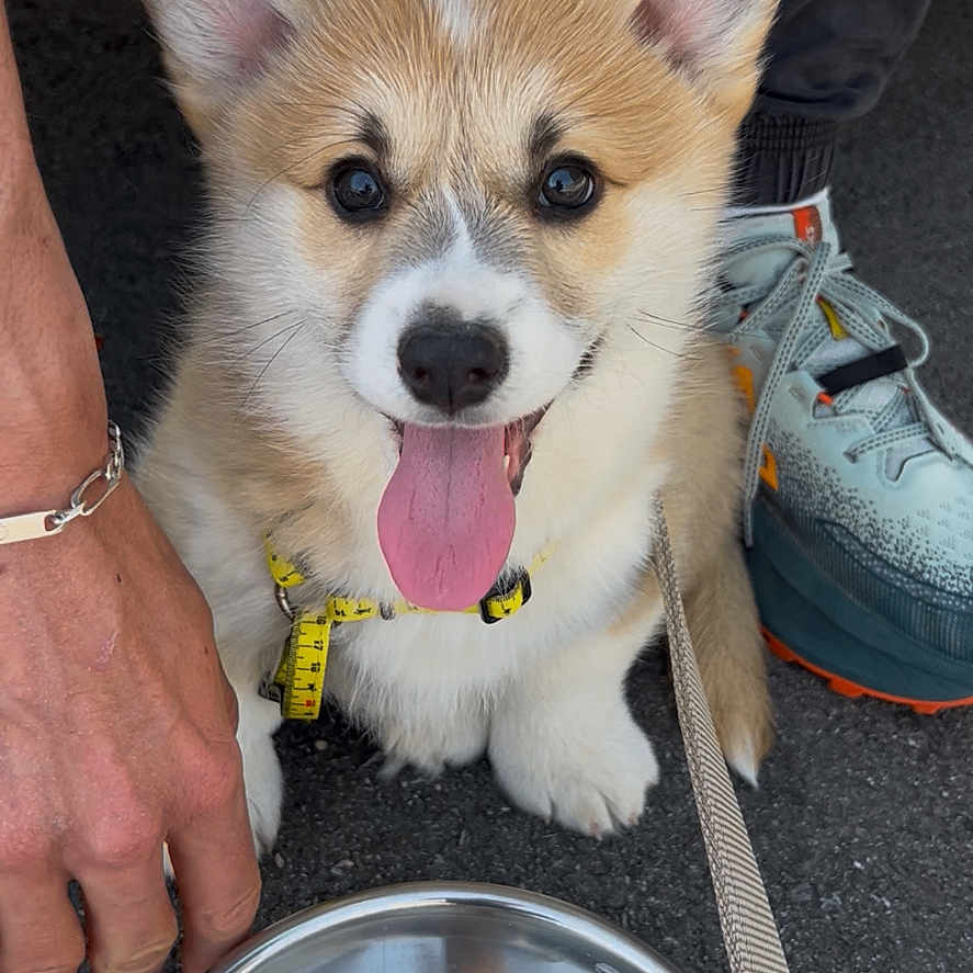 Aston a rejoint le concours — aidez-le/la à gagner de superbes lots ! animal, canine, collar, corgi, cute, dog, fur, happy, leash, outdoor, pavement, person_hand, pet, pet_accessory, playful, puppy, shoe, sneaker, tongue_out, water_bowl