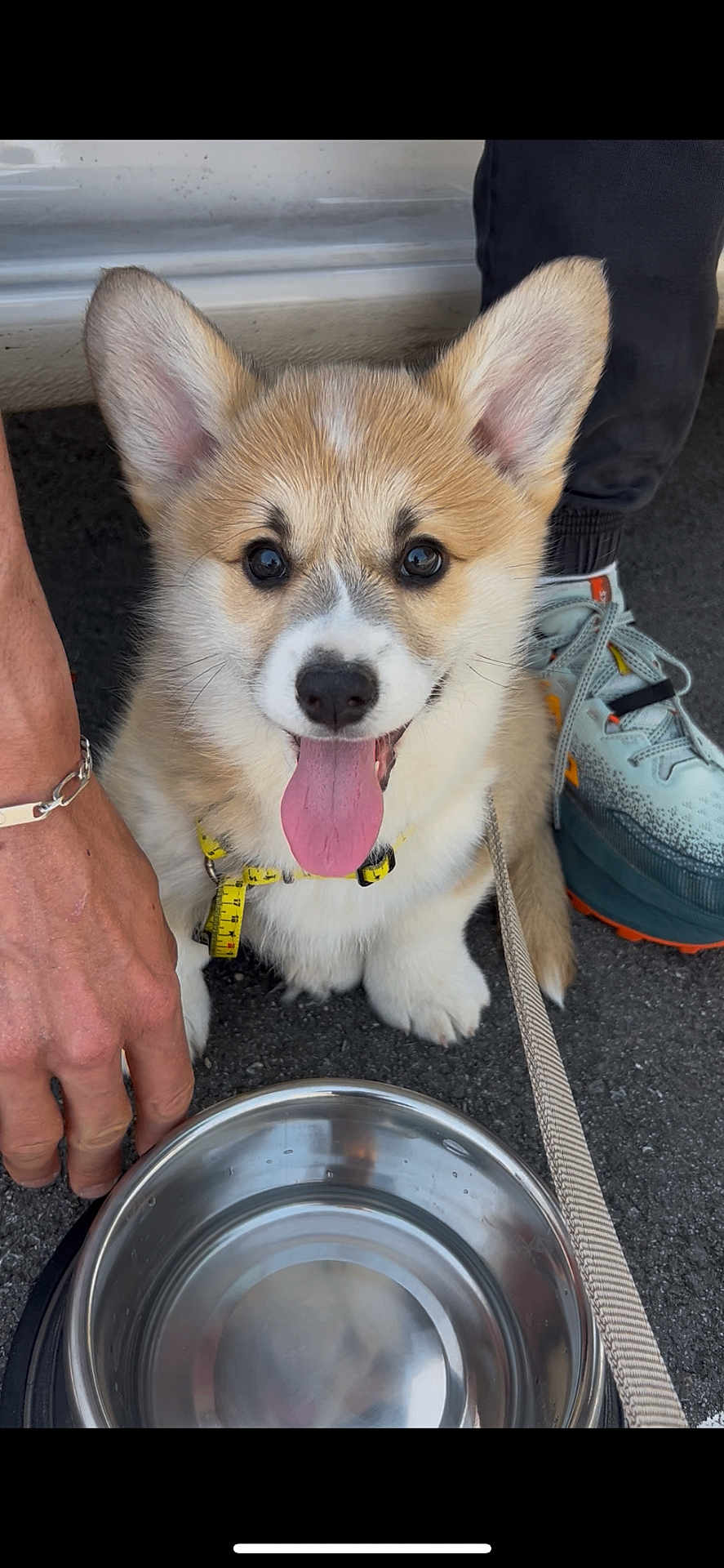 Aston a rejoint le concours — aidez-le/la à gagner de superbes lots ! corgi, puppy, dog, tongue_out, water_bowl, pavement, leash, person_hand, shoe, sneaker, fur, pet, outdoor, happy, cute, animal, pet_accessory, canine, collar, playful