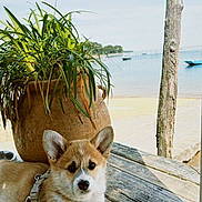 Aston participe au concours pour gagner de l'argent avec cette photo : corgi, puppy, dog, plant, terracotta_pot, wooden_deck, beach, water, boat, sky, outdoor, sunny, nature, pet, animal, leash, relaxing, greenery, summer, calm