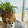 corgi, puppy, dog, plant, terracotta_pot, wooden_deck, beach, water, boat, sky, outdoor, sunny, nature, pet, animal, leash, relaxing, greenery, summer, calm