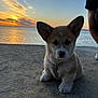 Aston participe au concours pour gagner de l'argent avec cette photo : puppy, dog, corgi, sunset, water, sky, clouds, person, outdoor, nature, animal, pet, sitting, concrete, calm, adorable, fur, sunlight, scenic, evening