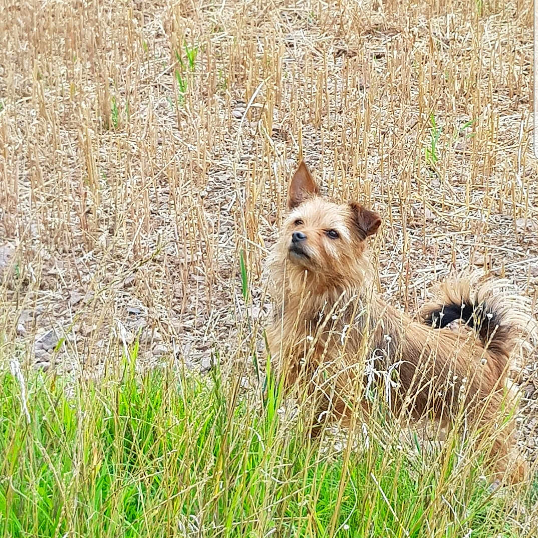 Ruby is registered to the contest to win money with this photo: cairn_terrier, canidae, carnivore, dog, dog_breed, fawn, grass, grass_family, grassland, irish_terrier, mammal, norfolk_terrier, norwich_terrier, plant, terrier, vertebrate, wildlife