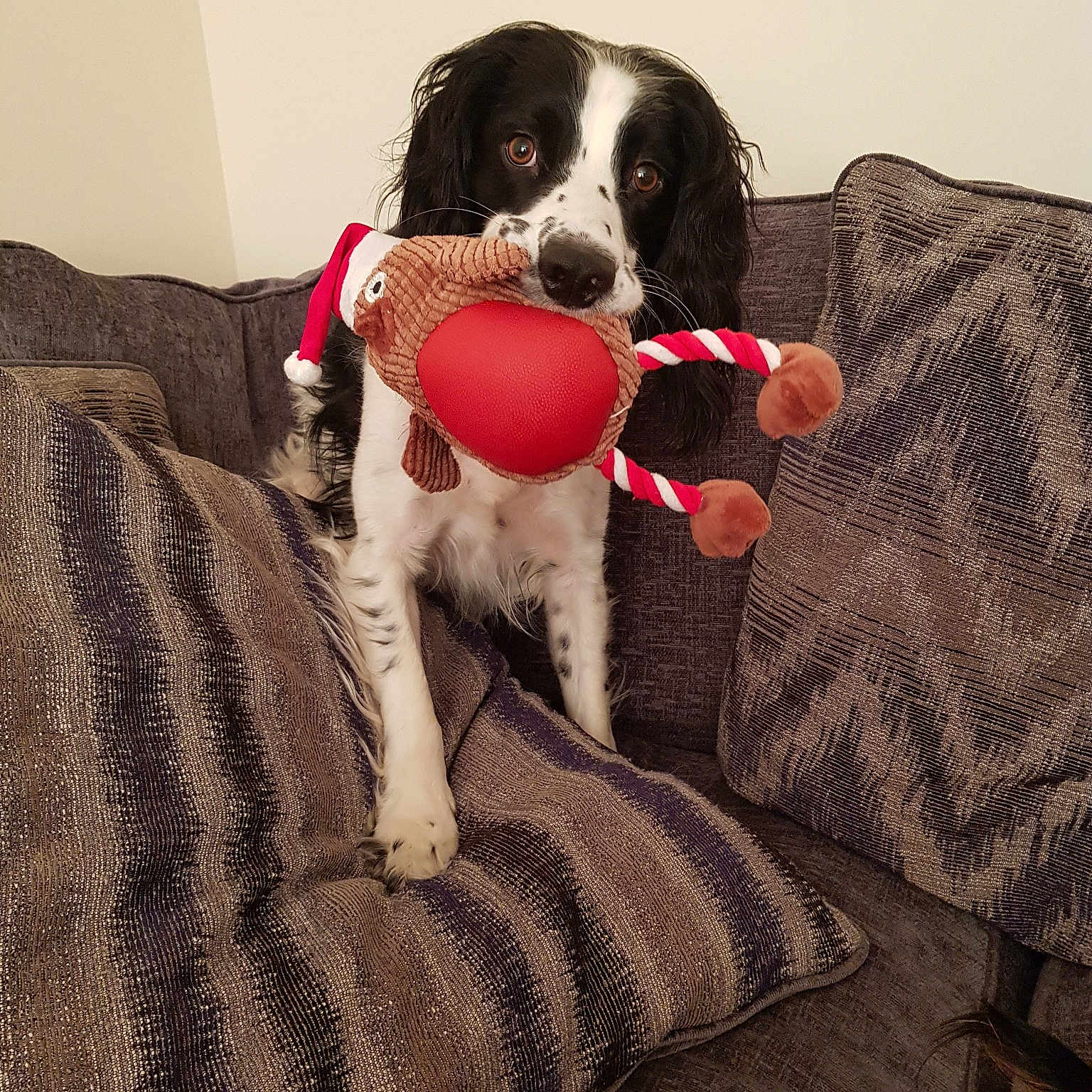 Murphy