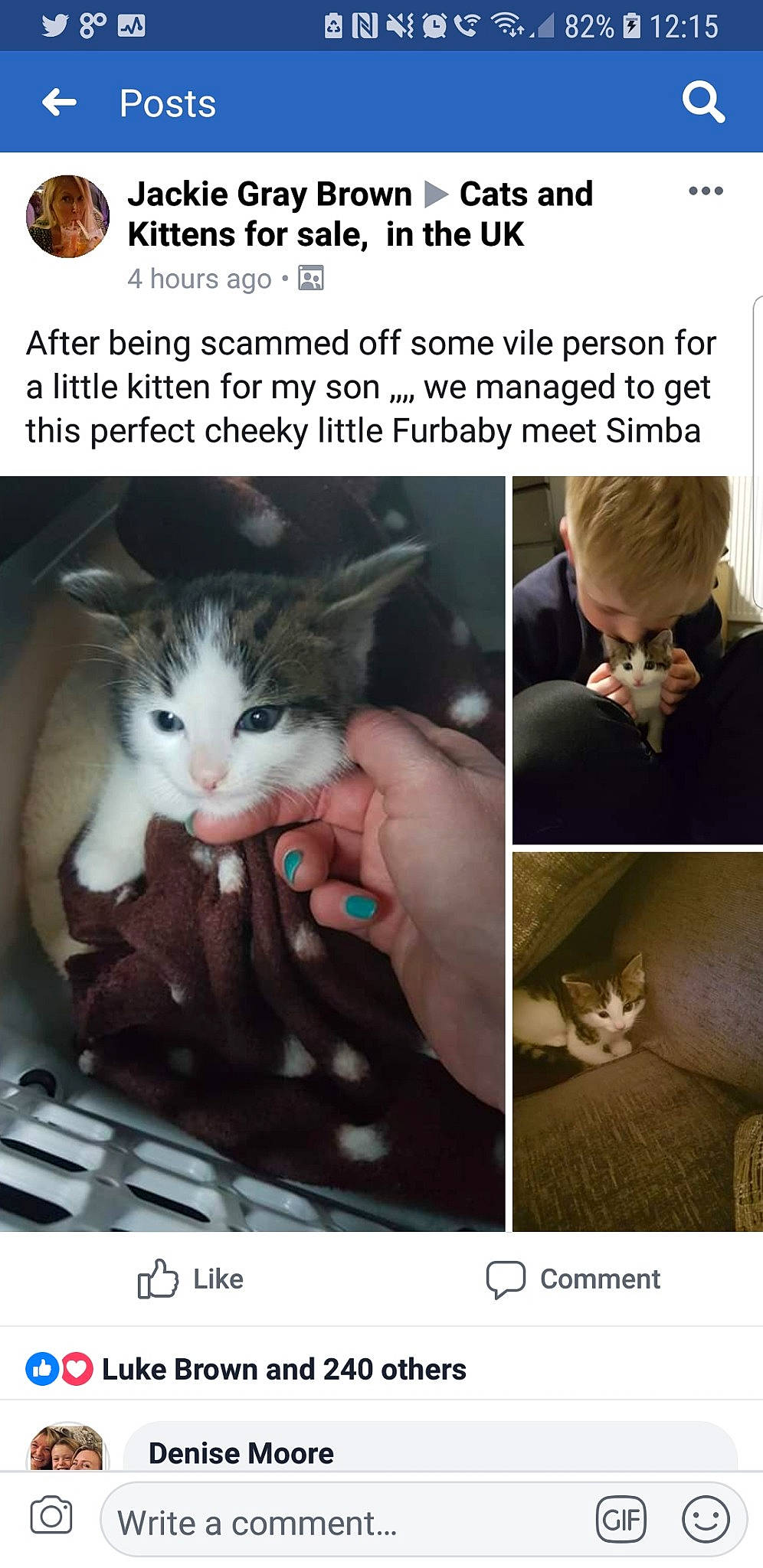 Simba is registered to the contest to win money with this photo: adaptation, cat, european_shorthair, felidae, headwear, human, humour, joy, kitten, organism, person, photo_caption, photography, small_to_medium_sized_cats, whiskers