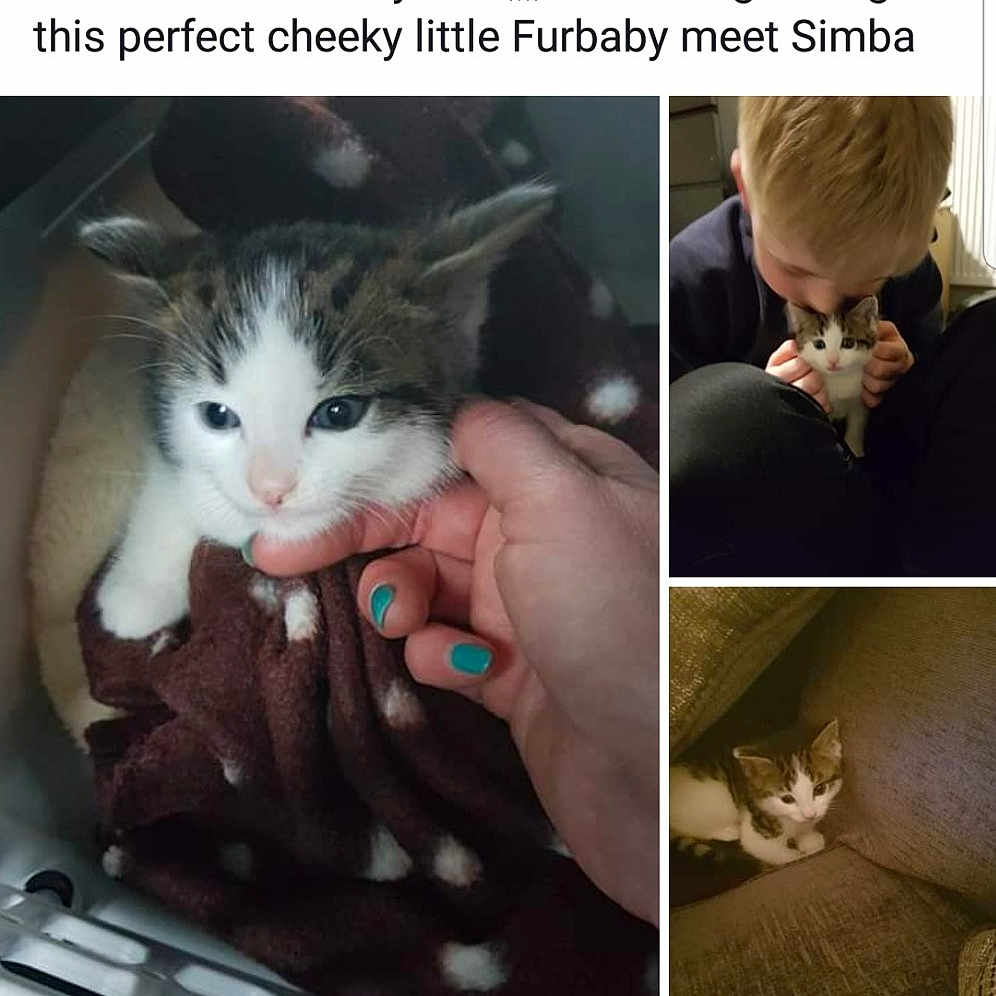 Simba is registered to the contest to win money with this photo: adaptation, cat, european_shorthair, felidae, headwear, human, humour, joy, kitten, organism, person, photo_caption, photography, small_to_medium_sized_cats, whiskers