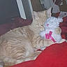 Boostapha joined the competition — help win amazing prizes! cat, orange_tabby, stuffed_toy, teddy_bear, red_blanket, snuggling, cozy, indoor, sleeping_cat, pet, fur, animal, cute, comfort, resting, plush_toy, home, relaxing, feline, bedroom