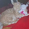 Boostapha joined the competition — help win amazing prizes! cat, orange_tabby, teddy_bear, blanket, indoor, sleeping, cozy, stuffed_animal, pet, cute, snuggling, resting, fur, animal, domestic_cat, relaxation, soft, companion, bedroom, comfort