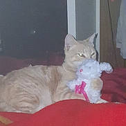 Boostapha is registered to the contest to win money with this photo: cat, orange_tabby, stuffed_animal, bunny, toy, red_blanket, indoor, pet, feline, animal, cozy, clutching, lying_down, home, furniture, soft_toy, relaxed, domestic, cute, sleepy