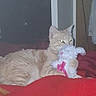 cat, orange_tabby, stuffed_animal, bunny, toy, red_blanket, indoor, pet, feline, animal, cozy, clutching, lying_down, home, furniture, soft_toy, relaxed, domestic, cute, sleepy