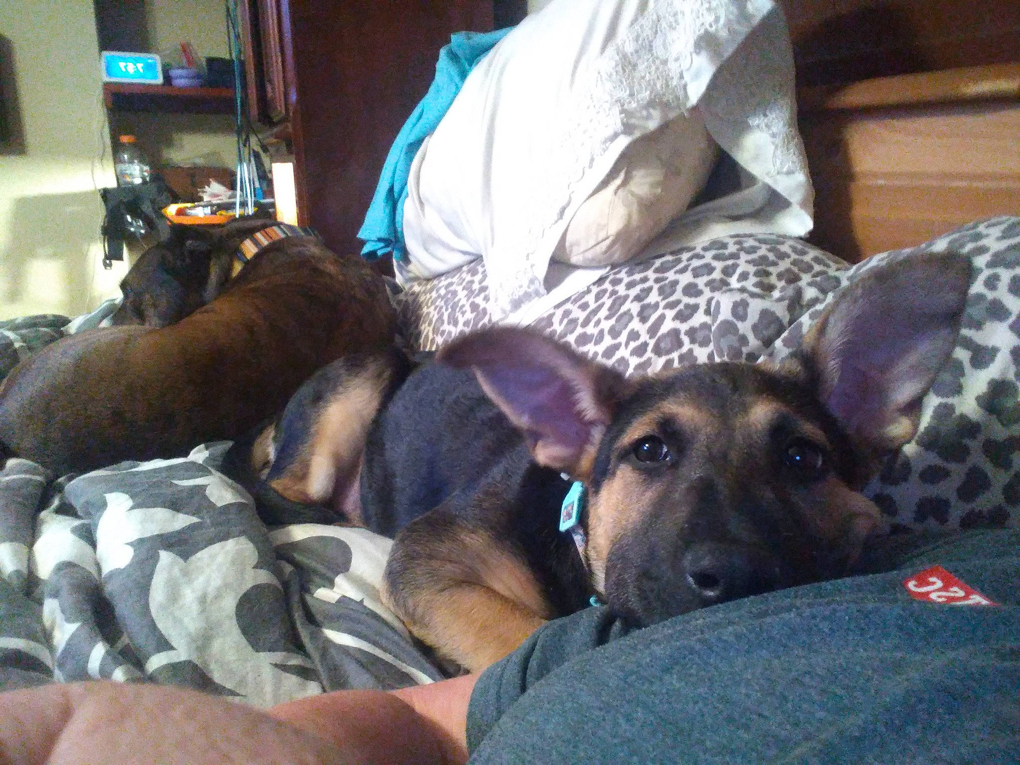 Diva joined the competition — help win amazing prizes! canidae, carnivore, comfort, companion_dog, dog, dog_breed, east_european_shepherd, fawn, fur, lap, nap, non_sporting_group, puppy, sitting, snout, sporting_group, working_animal, working_dog