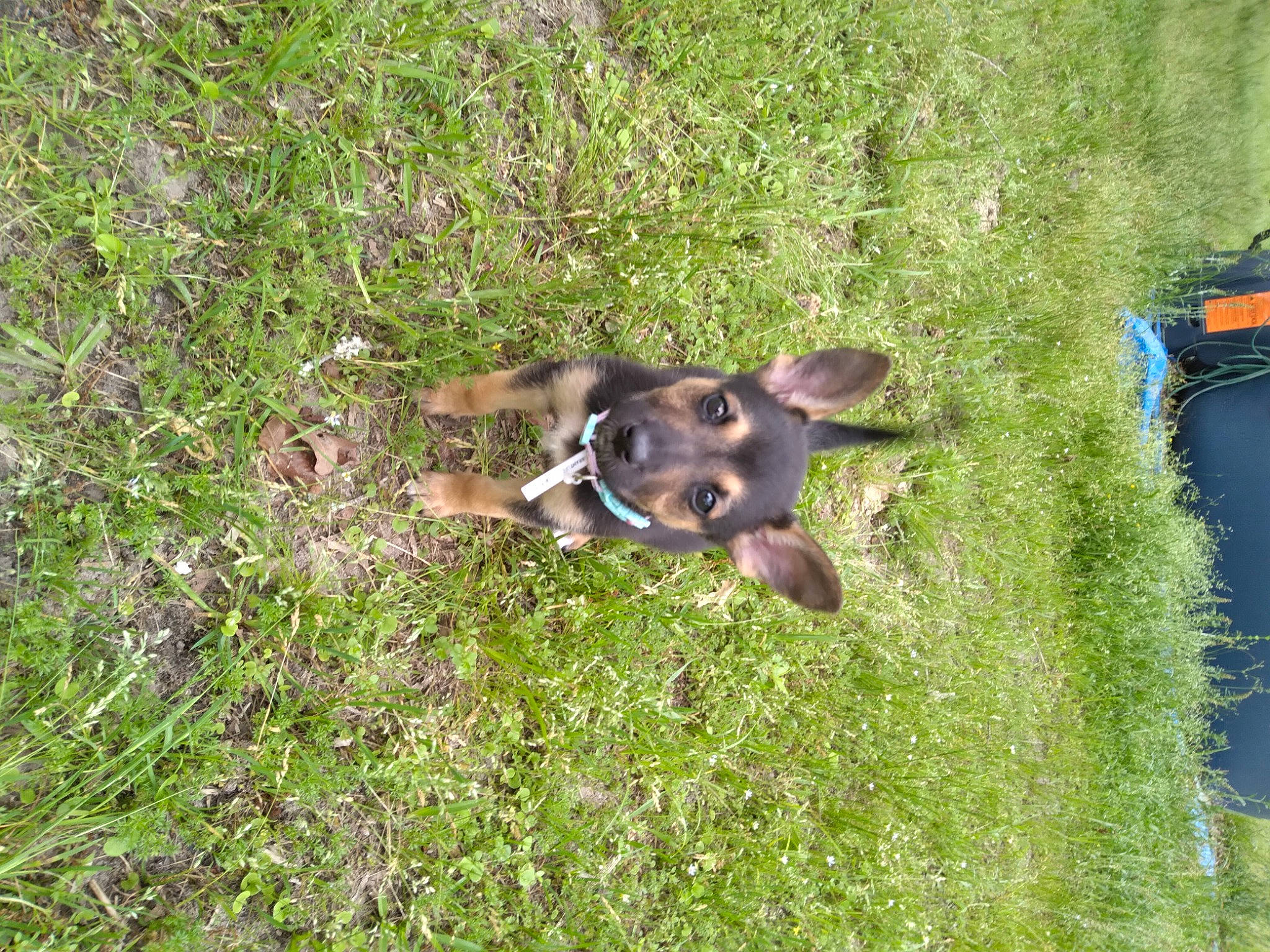 Diva is registered to the contest to win money with this photo: canidae, carnivore, companion_dog, corgi_chihuahua, dog, dog_breed, fawn, grass, grassland, groundcover, herbaceous_plant, liver, plant, puppy, snout, sporting_group, tail, terrestrial_animal, working_animal, working_dog