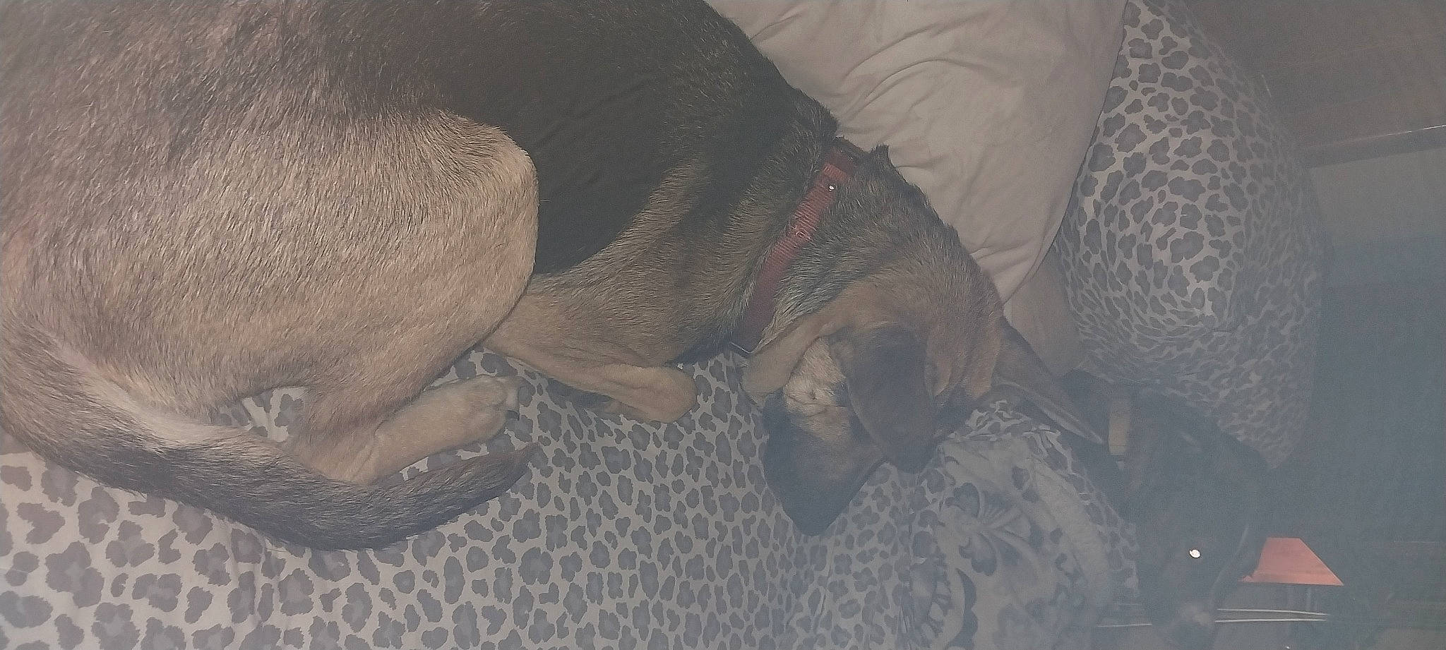 Diva is registered to the contest to win money with this photo: canidae, carnivore, comfort, dog, dog_breed, fawn, grey, snout, sporting_group, tail, terrestrial_animal, working_animal