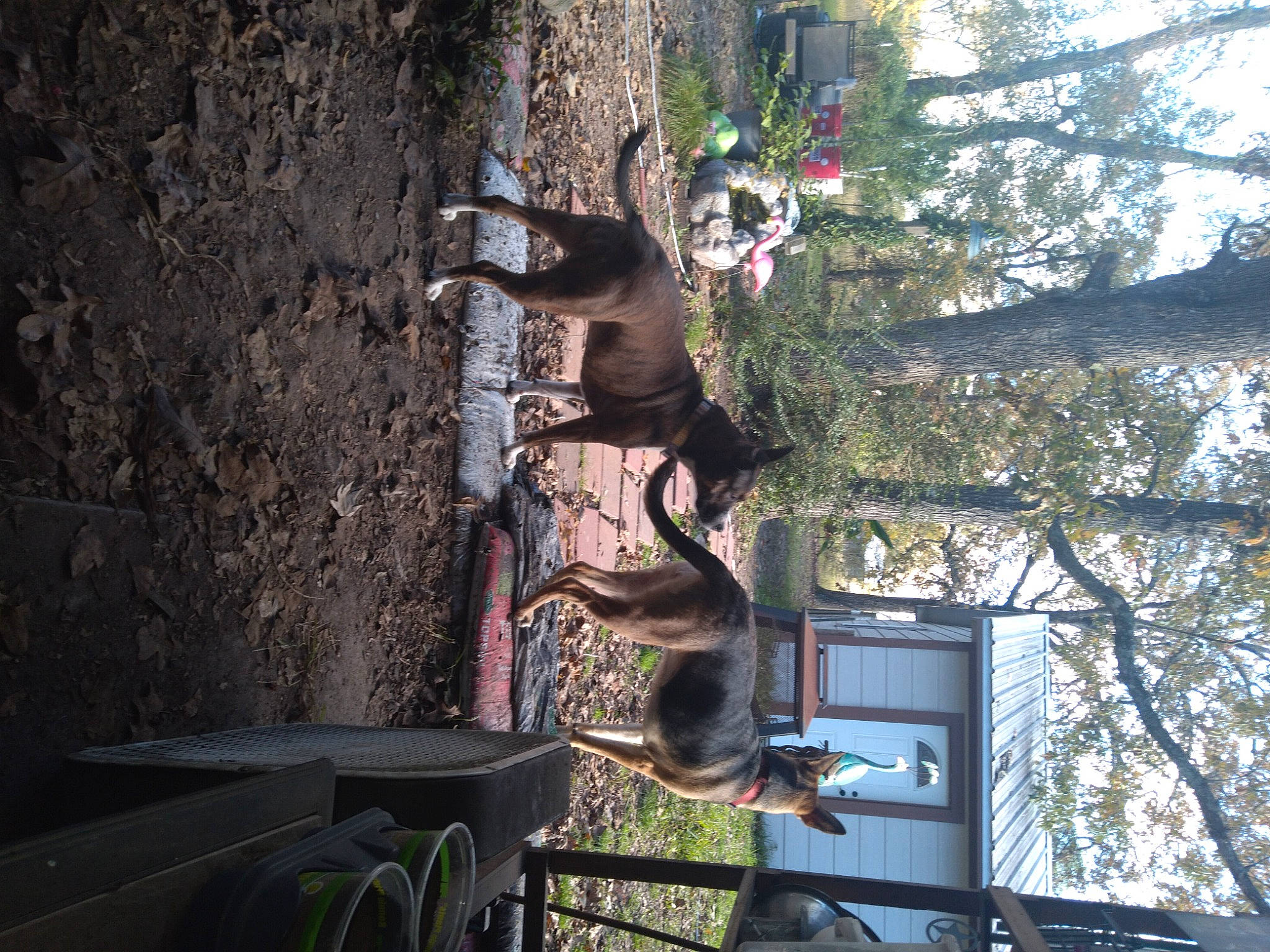 Diva is registered to the contest to win money with this photo: art, fun, leisure, metal, plant, sculpture, sky, tree, trunk, twig, visual_arts, window, wood