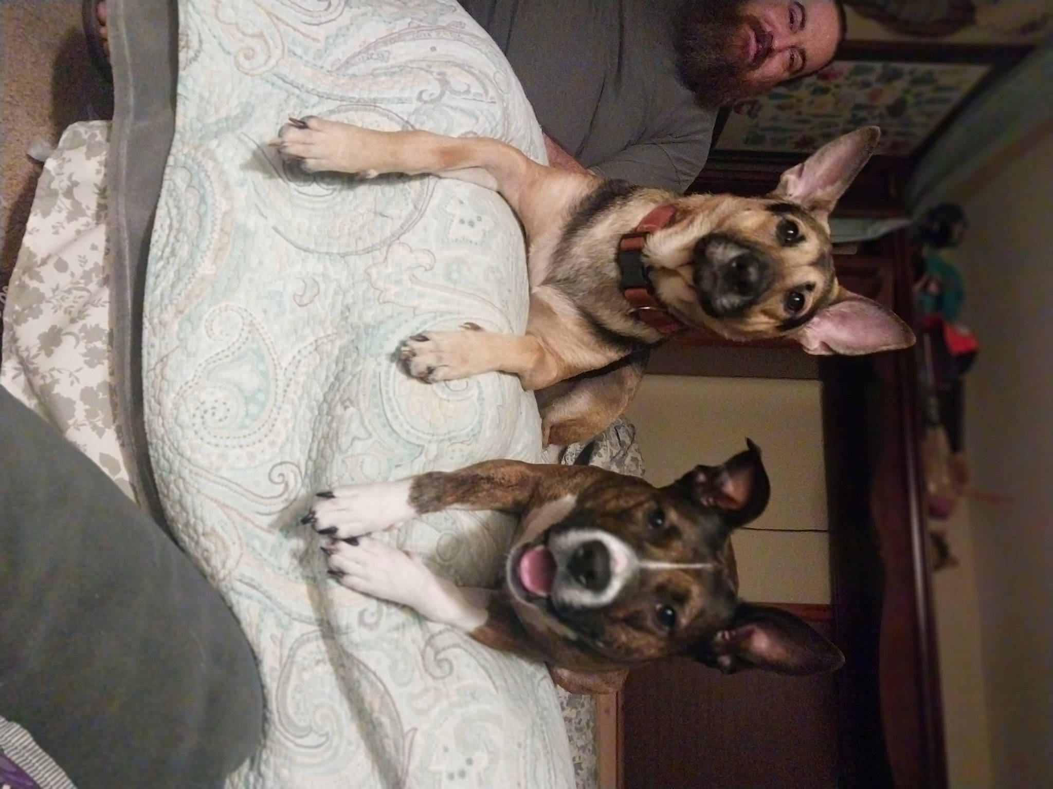 Lola is registered to the contest to win money with this photo: canidae, carnivore, collar, comfort, companion_dog, dog, dog_breed, dog_supply, ear, fawn, fur, non_sporting_group, snout, sporting_group, toy_dog, whiskers, working_animal