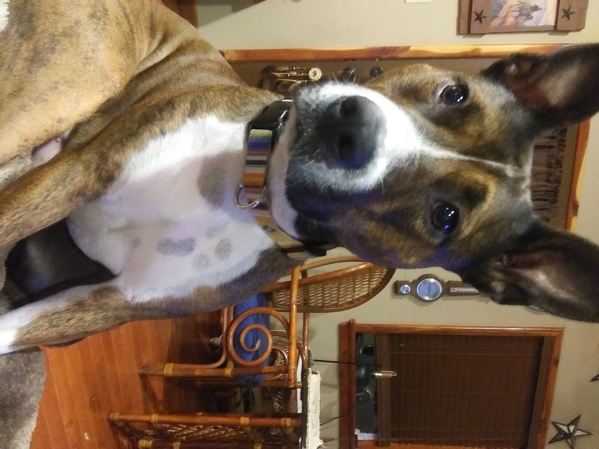 Lola joined the competition — help win amazing prizes! canidae, carnivore, collar, companion_dog, dog, dog_breed, dog_collar, ear, fawn, fur, giant_dog_breed, guard_dog, mammal, picture_frame, sighthound, snout, sporting_group, vertebrate, whiskers, working_animal