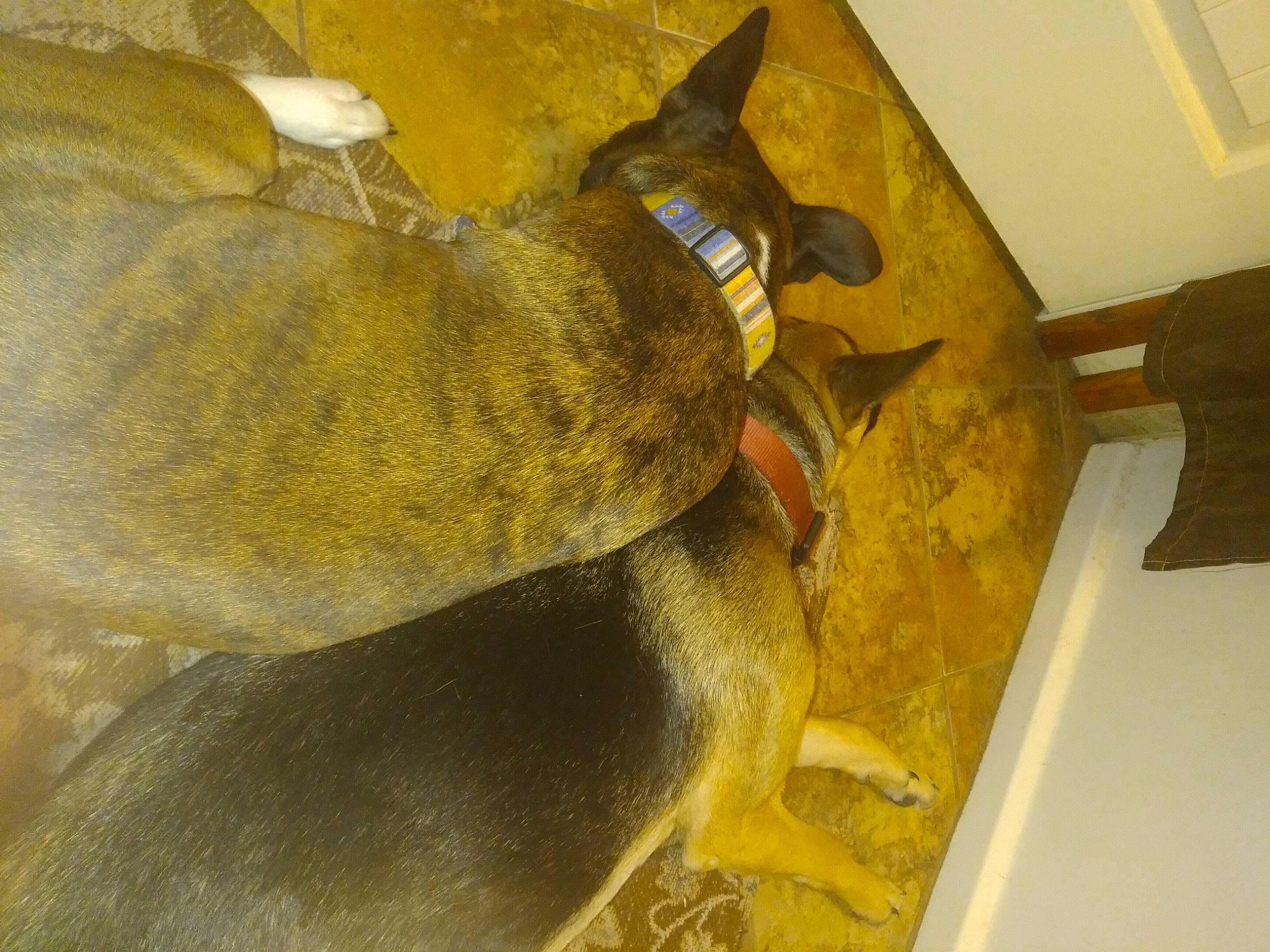 Lola joined the competition — help win amazing prizes! carnivore, comfort, dog, dog_breed, fawn, felidae, flooring, fur, guard_dog, liver, nap, non_sporting_group, paw, sporting_group, tail, terrestrial_animal, whiskers, wood, working_animal