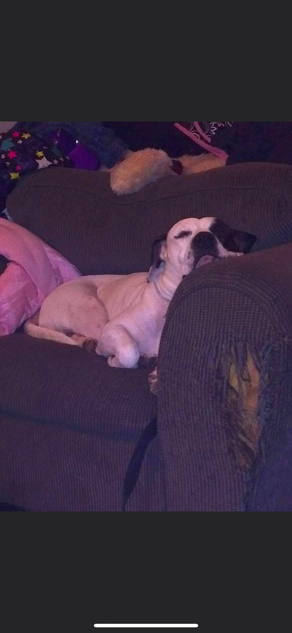 Butch joined the competition — help win amazing prizes! canidae, carnivore, cloud, comfort, companion_dog, couch, darkness, dog, dog_breed, fawn, guard_dog, linens, magenta, puppy_love, purple, sighthound, snout, sporting_group, tail, toy_dog