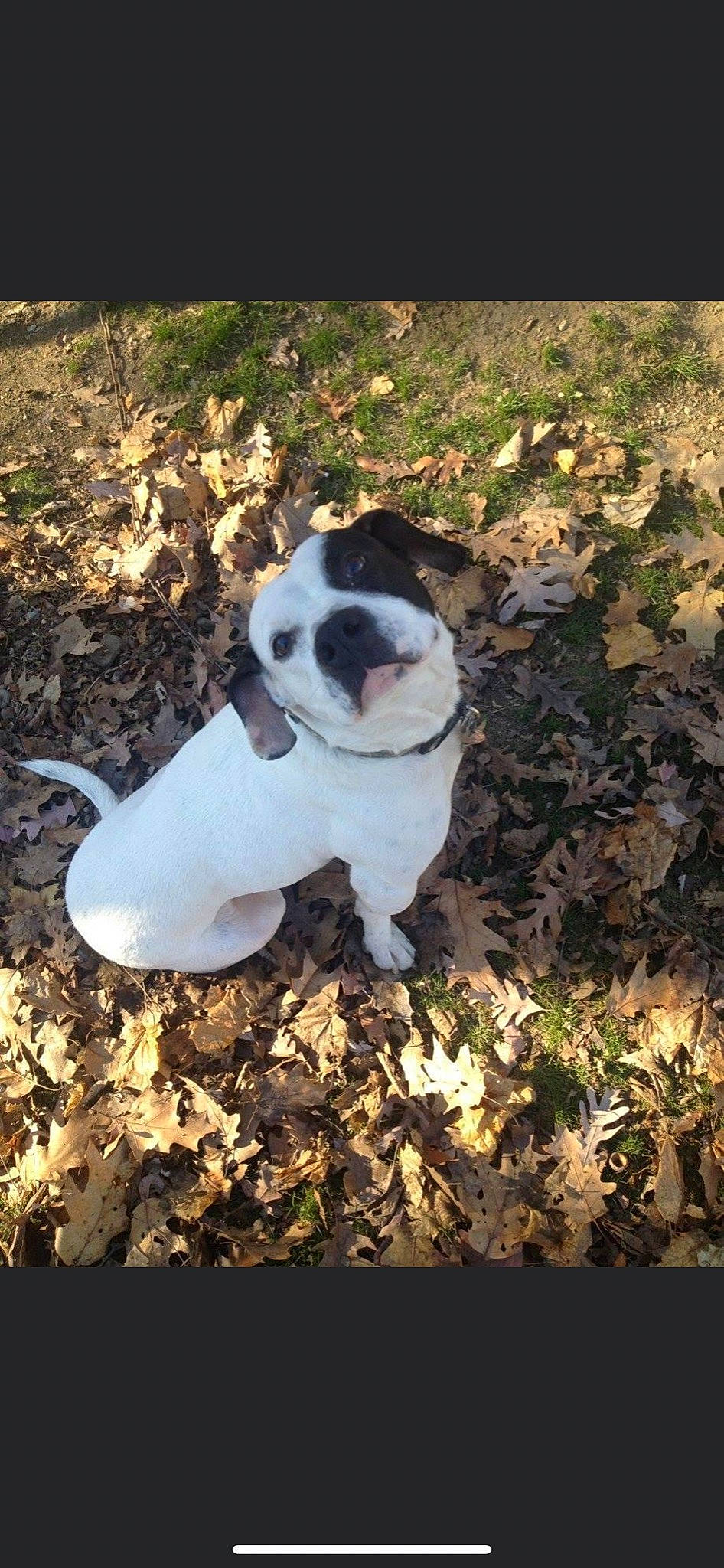 Butch joined the competition — help win amazing prizes! ball, canidae, carnivore, collar, companion_dog, dog, dog_breed, dog_collar, fawn, fur, grass, leaf, plant, snout, soil, sporting_group, tail, tree, whiskers, working_animal