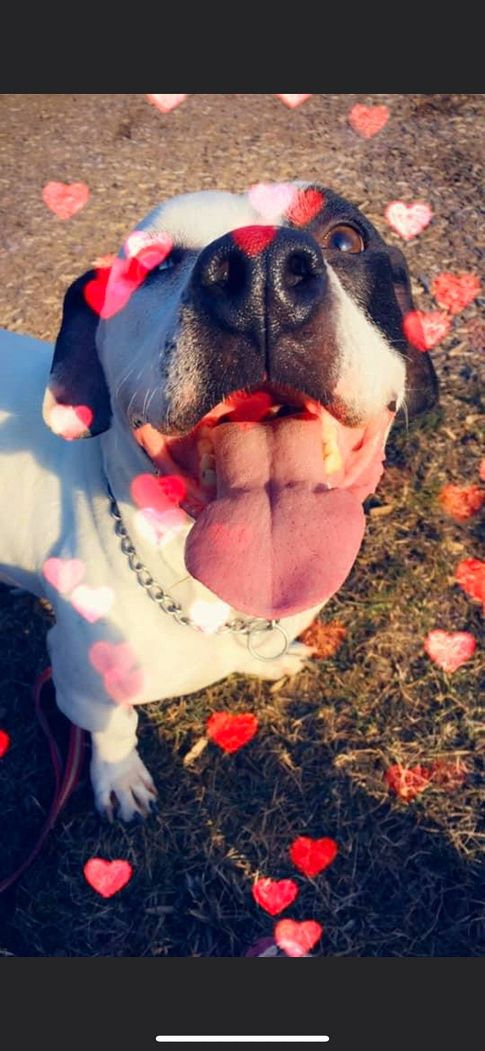 Butch is registered to the contest to win money with this photo: bulldog, canidae, carmine, carnivore, companion_dog, dog, dog_breed, dog_supply, fawn, grass, happy, jaw, paw, pink, plant, red, snout, sporting_group, whiskers, working_animal