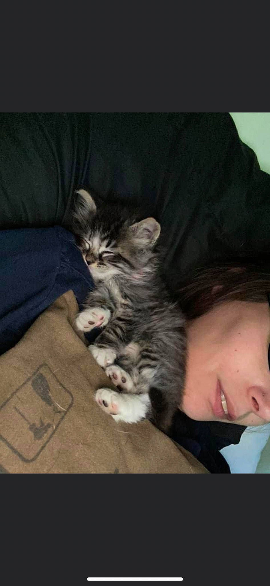 Taz is registered to the contest to win money with this photo: carnivore, cat, claw, comfort, couch, darkness, domestic_short_haired_cat, felidae, fur, gesture, grey, hug, lap, linens, paw, room, sitting, small_to_medium_sized_cats, tail, whiskers