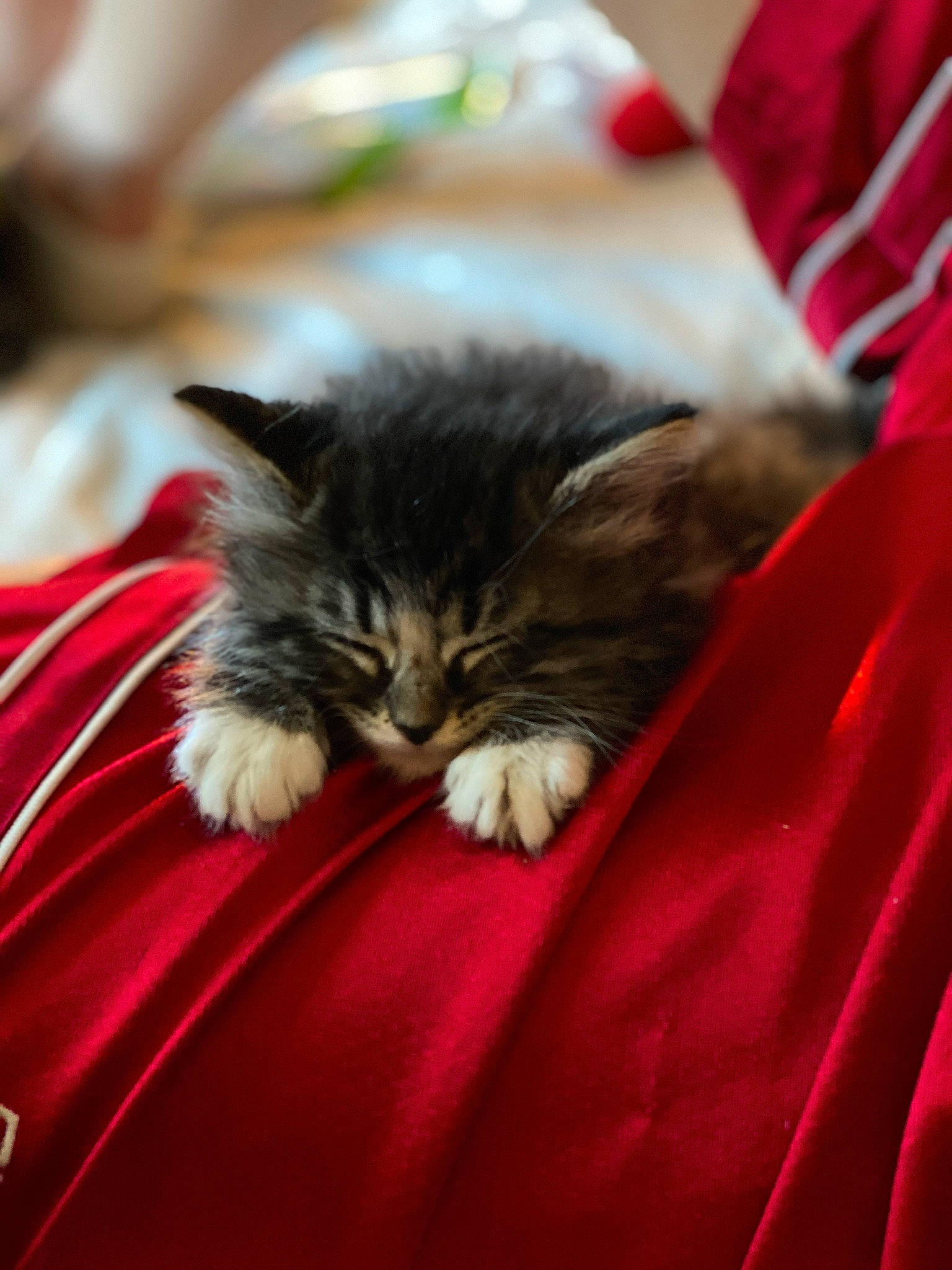 Taz joined the competition — help win amazing prizes! carnivore, cat, claw, close_up, comfort, domestic_short_haired_cat, event, felidae, fur, grass, macro_photography, magenta, maine_coon, nap, paw, plant, sleep, small_to_medium_sized_cats, snout, whiskers